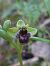 Ophrys bombyliflora  - Bernard Sonnerat