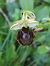 Ophrys panormitana var. praecox  - Richard Fay
