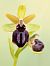 Ophrys passionis (Ophrys de la Passion) © Delarbre Sébastien