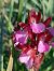 Anacamptis papilionacea  - Bernard Sonnerat