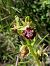 Ophrys provincialis © Frank Dhermain