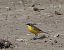 Ashy-headed Yellow Wagtail (ssp. cinereocapilla) (Motacilla flava cinereocapilla) © Guillaume Locatelli