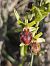 Ophrys provincialis (Ophrys de Provence) © Bertrand Von Arx