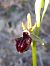 Ophrys incubacea  - Emmanuel Cosson