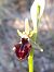 Ophrys incubacea  - Emmanuel Cosson