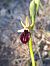 Ophrys incubacea  - Emmanuel Cosson