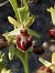 Ophrys provincialis  - Richard Fay