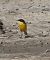 Black-headed Yellow Wagtail (ssp. feldegg) (Motacilla flava feldegg) © Guillaume Locatelli