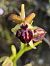 Ophrys passionis (Ophrys de la Passion) © Bertrand Von Arx
