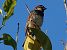 Passera sarda (Passer hispaniolensis) © Jean Toubert