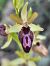 Ophrys occidentalis (Ophrys occidental) © Bertrand Von Arx