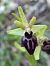 Ophrys occidentalis (Ophrys occidental) © Bertrand Von Arx