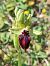 Ophrys incubacea  - Bernard Sonnerat