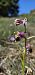 Ophrys fuciflora subsp. druentica  - Claire Perrachon