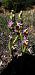 Ophrys fuciflora subsp. druentica  - Claire Perrachon
