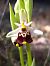 Ophrys fuciflora subsp. druentica  - Emmanuel Cosson