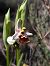 Ophrys fuciflora subsp. druentica © Emmanuel Cosson