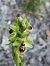 Ophrys araneola  - Richard Fay