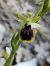 Ophrys araneola (Ophrys petite araignée) © Richard Fay