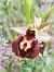 Ophrys morisii  - Marie-Marie Pertusier