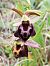 Ophrys morisii  - Marie-Marie Pertusier
