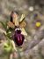 Ophrys passionis (Ophrys de la Passion) © Bertrand Von Arx