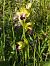 Ophrys vasconica  - Gérard Joseph
