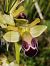 Ophrys vasconica  - Gérard Joseph
