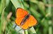 Lycaena dispar  - Lorenzo Lanzani