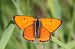 Lycaena dispar © Lorenzo Lanzani
