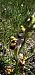 Ophrys fuciflora subsp. druentica  - Claire Perrachon