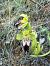 Ophrys forestieri  - Pep Sole