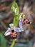 Ophrys indet. group. scolopax (Ophrys indéterminé du groupe bécasse) © Alain Bultez