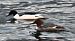 Smergo maggiore (Mergus merganser) © Johannes Freudenberger