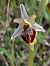 Ophrys splendida  - Patrick Benoit