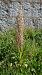 Himantoglossum hircinum  - Pernot Jean-Claude