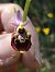 Ophrys fuciflora subsp. druentica  - Richard Fay