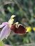 Ophrys fuciflora subsp. druentica  - Richard Fay