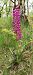 Orchis mascula (Orchis mâle) © Pierre Defontaines