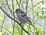 Fringuello (Fringilla coelebs) © Mario Paloni