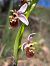 Ophrys fuciflora subsp. druentica  - Emmanuel Cosson