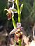 Ophrys fuciflora subsp. druentica  - Emmanuel Cosson