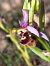 Ophrys fuciflora subsp. druentica  - Emmanuel Cosson