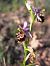 Ophrys fuciflora subsp. druentica  - Emmanuel Cosson