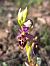 Ophrys fuciflora subsp. druentica  - Emmanuel Cosson