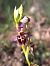 Ophrys fuciflora subsp. druentica © Emmanuel Cosson