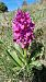 Dactylorhiza sambucina f. rubra (Orchis sureau forme rouge) © Jean Guhring