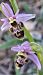 Ophrys scolopax 