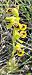 Ophrys lutea (Ophrys jaune) © auteur non diffusé