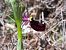 Ophrys saratoi  - Emmanuel Cosson